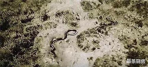 飞行员|蛇到底能有多长？二战时飞行员拍到一条巨蟒，如今成了未解之谜
