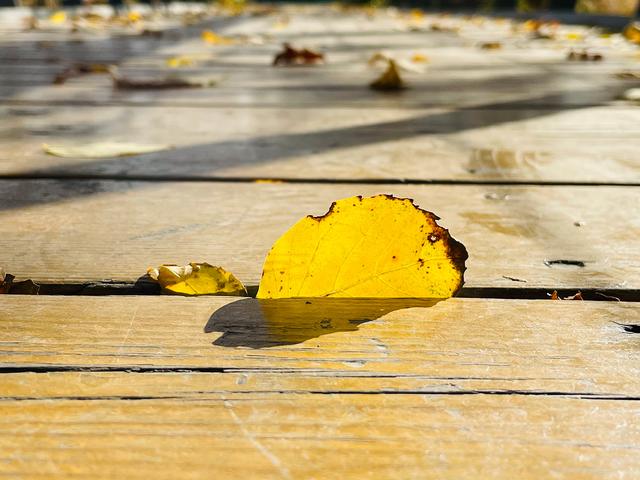 iphone12|iPhone 12 Pro镜头下的秋色：艳丽起来也很了不得