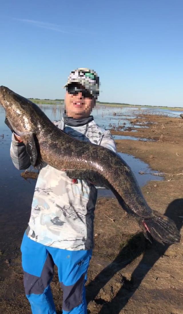 |山东钓鱼人,湿地公园钓获“黑鱼精”,一百三十公分30斤