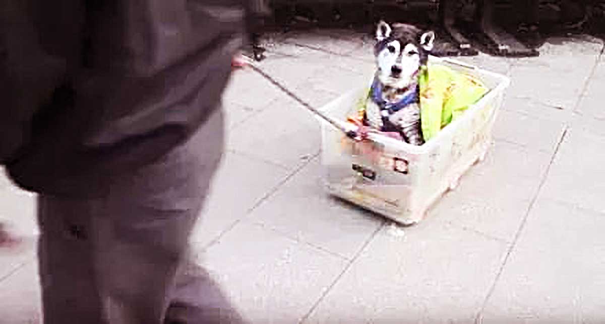 老狗无法行走，80岁老人为它制作“神器”，每天坚持带它出来散步