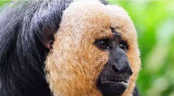 []灭绝了80年的生物突然“重出江湖”，这意味着什么？专家：离远点