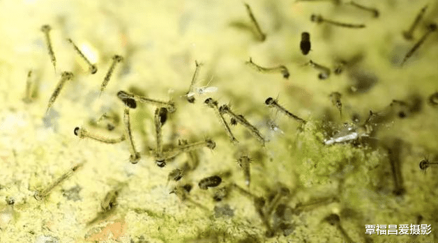 蚊子|冬天时候蚊子没有了,它们去了哪里呢?