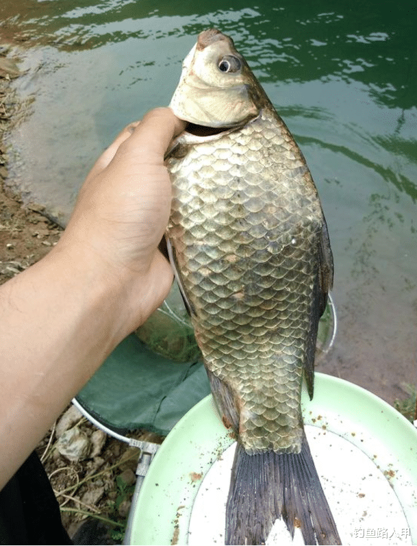 []小虫子有无数种，为啥偏偏蚯蚓成了钓鱼人的万能饵？