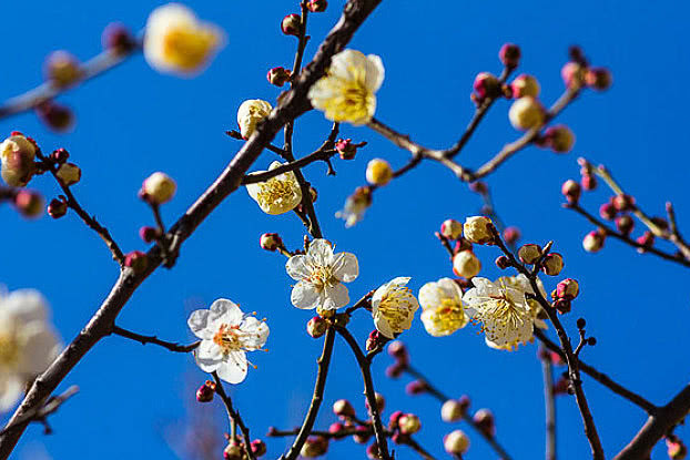 [桃花朵朵开]算命的说：在下周，3生肖运势否极泰来，财运局势利好，一飞冲天