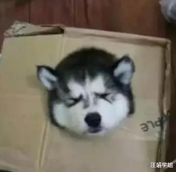 男子网购一只二哈，看到寄过来的样子后笑翻，二哈：我快被摸秃了