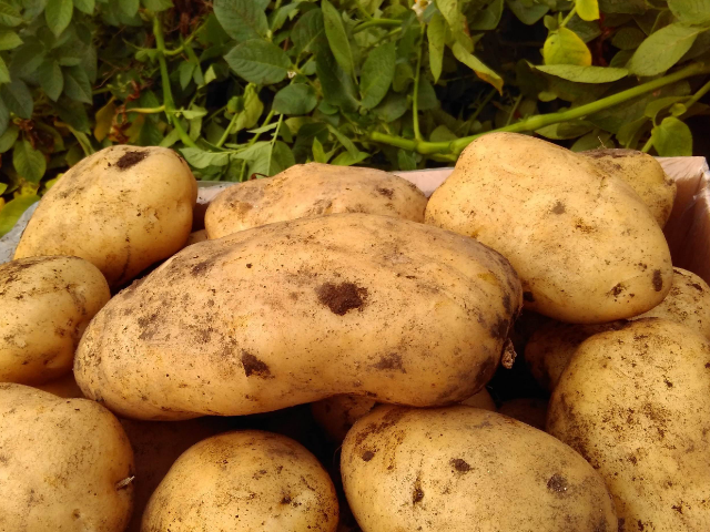 「癌细胞」得了癌症别伤心，工资再少也要常买它吃，抑制癌细胞扩散更长寿！