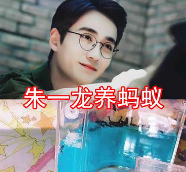王源@有种“意料之外”叫明星宠物，朱一龙养蚂蚁，看到王源：真有你的