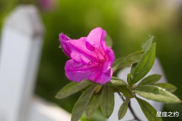 运势|从8月开始，阴霾尽散，洗尽铅华，如鱼得水的三大星座