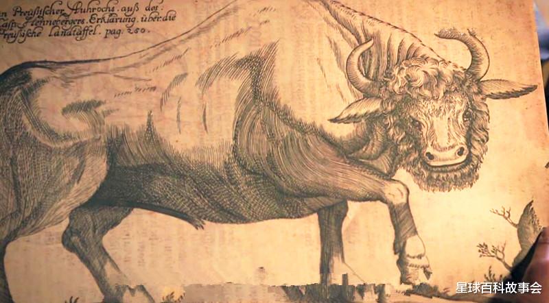 原始森林|纳粹掌握了基因改良技术？史前巨型野牛复活计划居然成功了