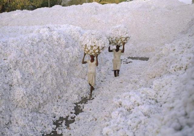 棉花▲国际视野｜印度断供棉花后，乌兹别克斯坦也要对中国停止天然气和棉花的出口