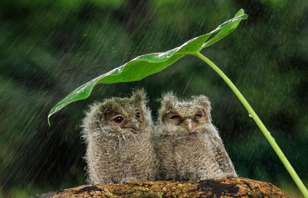 各有千秋|下大雨时,鸟类都去哪里去躲雨?原来方法各有千秋