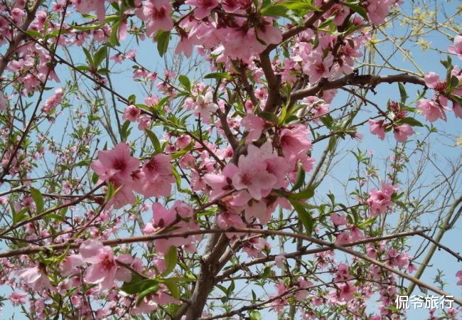 『生肖』6月20号喜鹊叫，大财挡不住，3生肖锦鲤送财，将会富贵一整年