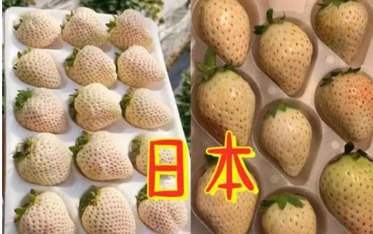 『西瓜』吃货是怎样炫富的？迪拜黑皮西瓜，日本白草莓，中国人默默拿出它