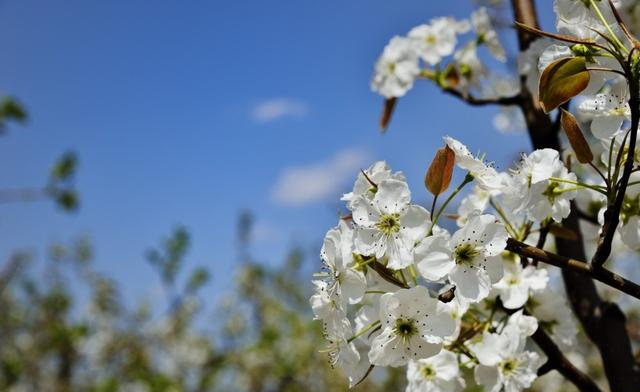 生肖|最快一周，爱情迎好运，追求者不断，喜结良缘喜脱单的四个生肖