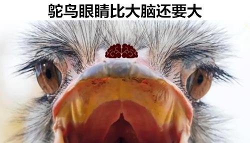 「鸵鸟」与这个世界相关，但很多人可能并没有听说过的11个冷知识