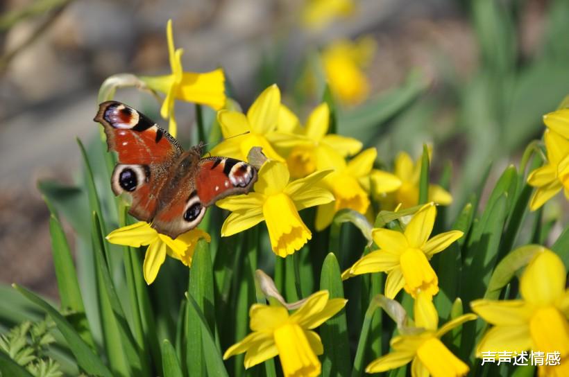 「生肖」姻缘未散,4生肖还是放不下,回头奔向旧爱,他上榜!