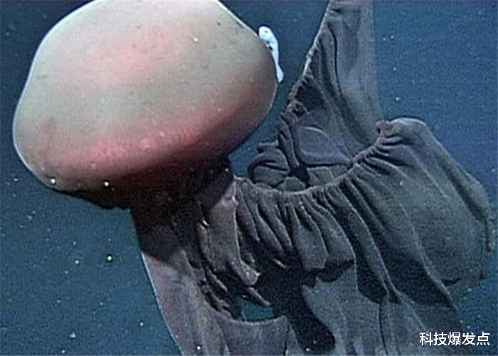 [水母]被称为来自地狱的生物，触手长达10米，百年间只见到115次！