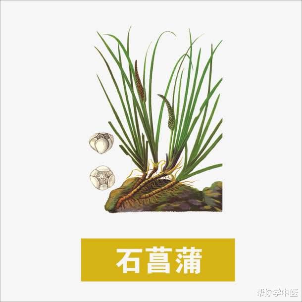 「用药指南」治记忆力越来越差的小方子！一味药，打破我对中医的疑虑