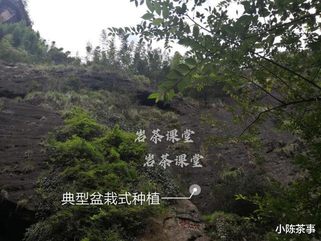 小陈茶事|武夷岩茶秘辛，三百多年的母树大红袍，为什么长不成参天大树？