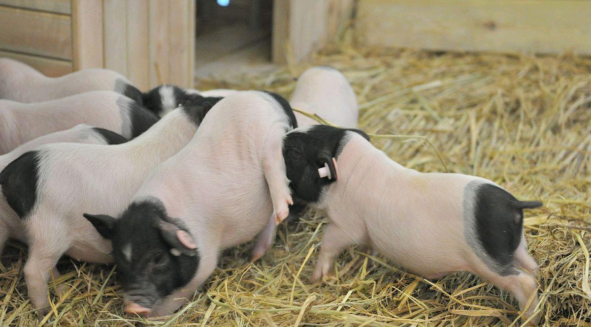 「生猪价格」5月10日：猪价呈现“一片绿”，在5月10号过后，猪价会到多少钱