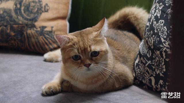 三十而已|《三十而已》：难怪钟晓芹非要和陈屿离婚，看他们家柜子就明白了