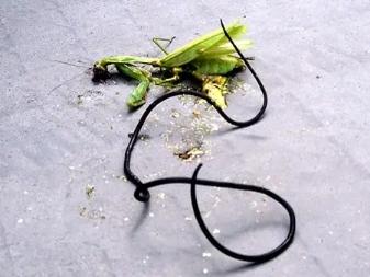 人工心脏：最恐怖的寄生虫，能操控寄主甚至人类意志，是科学还是谣言？