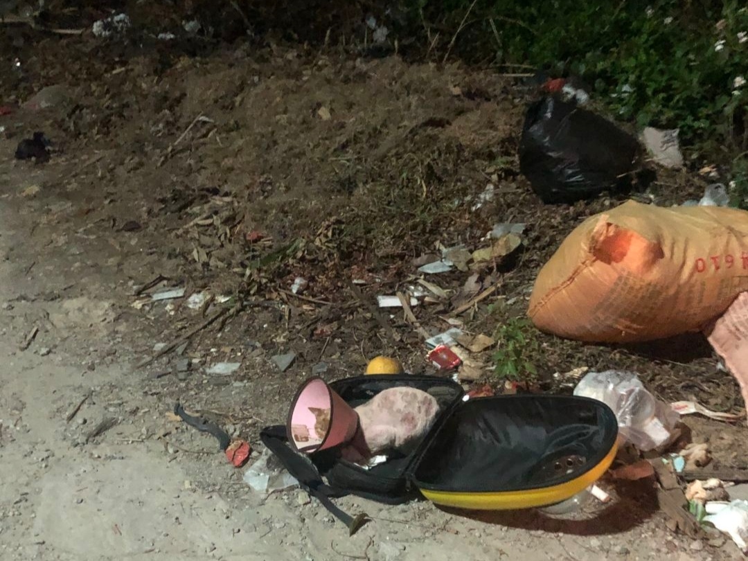 网友下班路过垃圾堆，听到猫咪的叫声，走近一看气得发抖