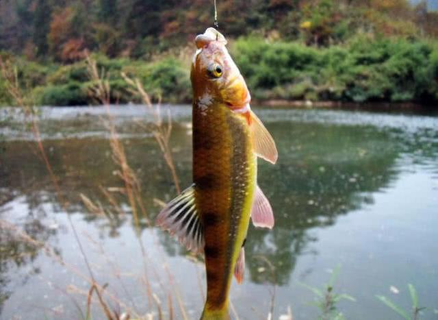 ：为什么越来越多的年轻人喜欢溪钓，钓几条小鱼真的那么有意思？