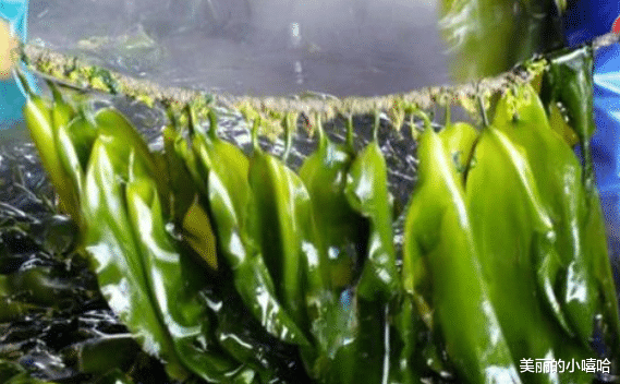「生物学」吃了这么久的海带，你知道它是什么植物吗？其实海带和动物的关系更亲近