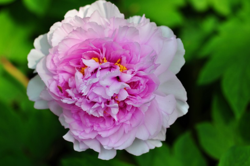 [生肖]下个月，桃花扑面喜上眉梢，姻缘将至，收获甜美爱情的四大生肖