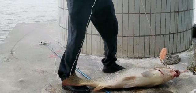 珠江|男子珠江钓起“鲤鱼王”，40斤体长超1米，应该放生吗？