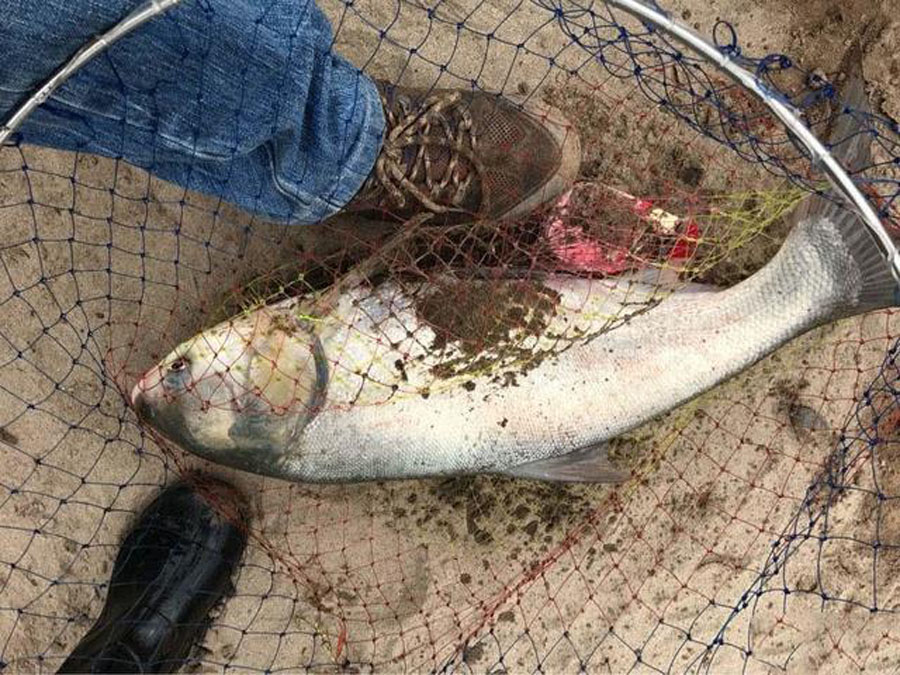 饵料|听说过豆腐渣工程,但是用豆渣钓鱼,效果如何?