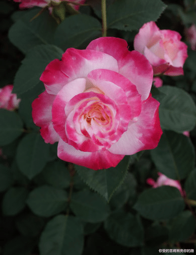 运势|8月10号运势大涨，4属相财富大翻身，事业迎春天，如鱼得水