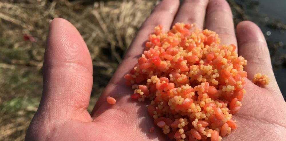 玉米|菜籽饼有毒，不能当窝料使用？这是赚了你的钱，还让你浪费了时间