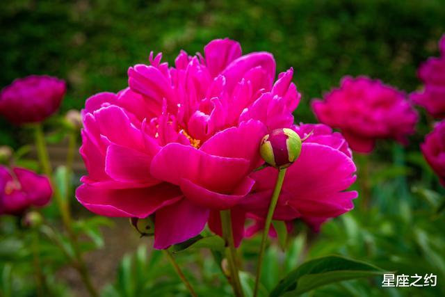 ：7月份过后，局势逆转，诸事顺遂，旗开得胜的三大星座