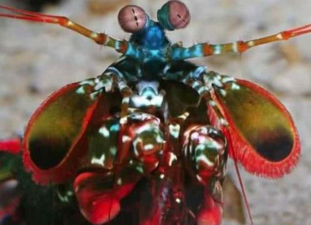 ##“皮皮虾”其实并不是那么可爱,它们也杀伤力巨大!