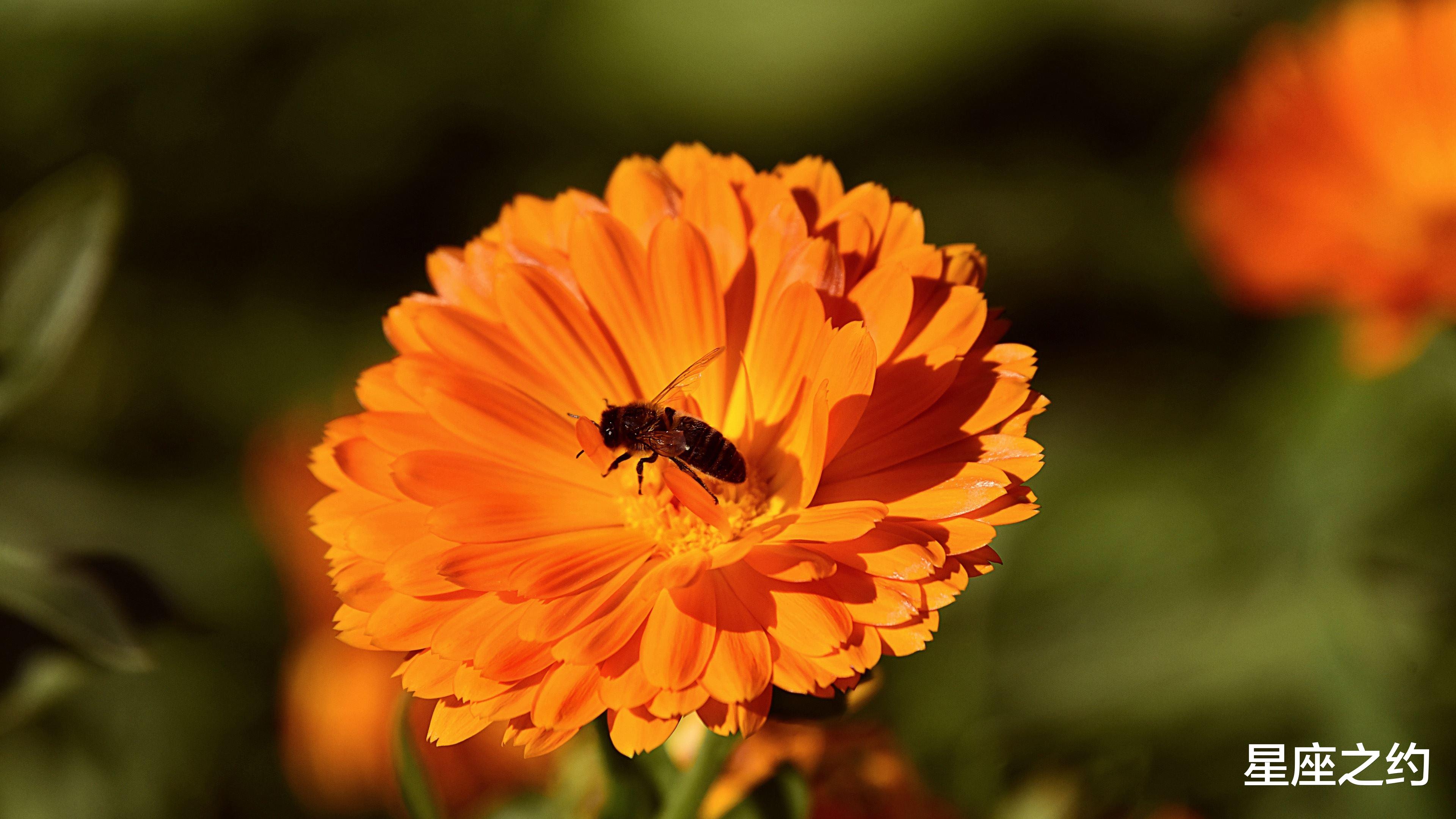 运势|在8月下旬，追回前任，深情相拥，再续前缘的三大星座