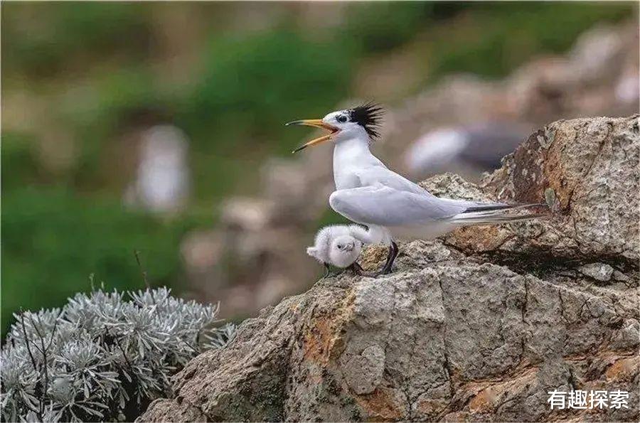 霸王龙|灭绝52年长嘴物种,失踪63年中华国鸟发现了,为何改变栖息地