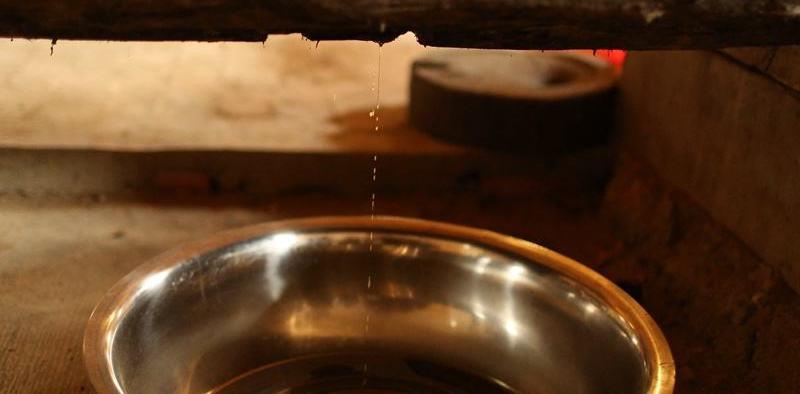 玉米|菜籽饼有毒，不能当窝料使用？这是赚了你的钱，还让你浪费了时间