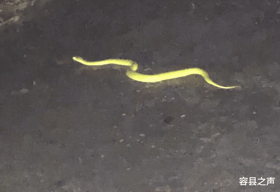 容县之声|广西一小区出现毒蛇，秋季蛇类出没频繁！