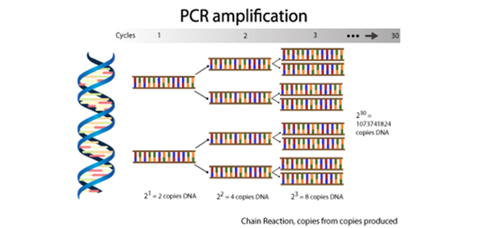 「冠状病毒」冠状病毒COVID-19是如何进行检测的？
