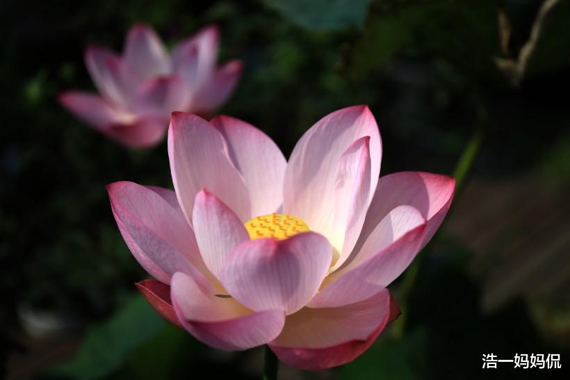 #运势#恭喜3生肖，6月18号运势紫气东来，事业财运两旺，赚钱速度无人能及