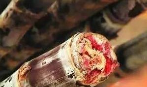 「水果」清明后大量上市的这些果蔬，再馋也给孩子慎吃，容易患“白血病”