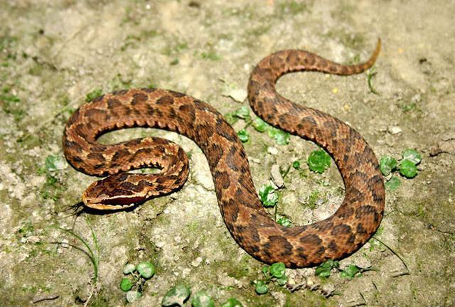 [毒蛇]中国毒蛇排行榜，被第一名咬后死亡率高达80％