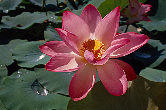 运势|2021年紫气缠身，喜鹊报喜，财气充盈，幸运有如神助的生肖！