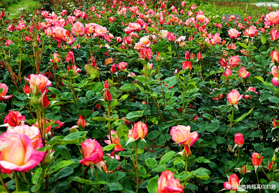 |8月21号开始，4属相好运缠身，富贵盈门，添喜添丁又添福