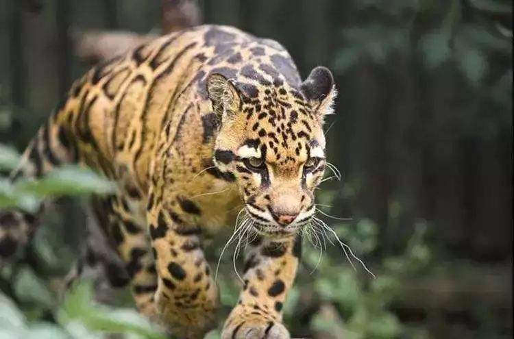 『』被确认灭绝36年的动物，却又再次出现，这是什么情况？