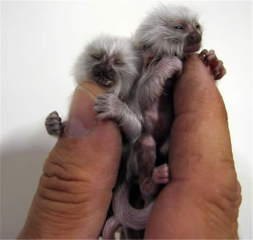 孙悟空▲世界上最小的猴子,巴掌上能放好几个,网友:逃不出如来佛的手心