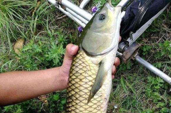 「」为何见不得别人好的心理，在钓鱼圈更严重？