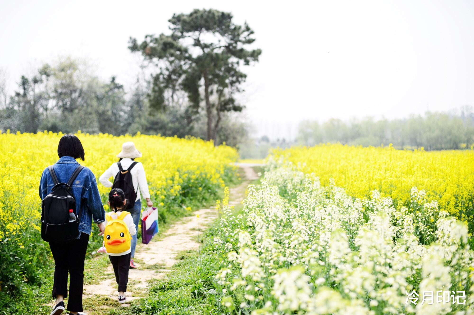 油菜花■南京最美的油菜花海，足足有20万亩，不要门票坐地铁就可以去